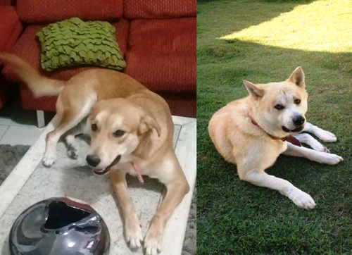 São José: Recompensa para quem encontrar Marley e Lully
