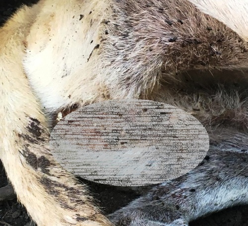 Homem corta testículos de cachorro e revolta moradores de Linhares