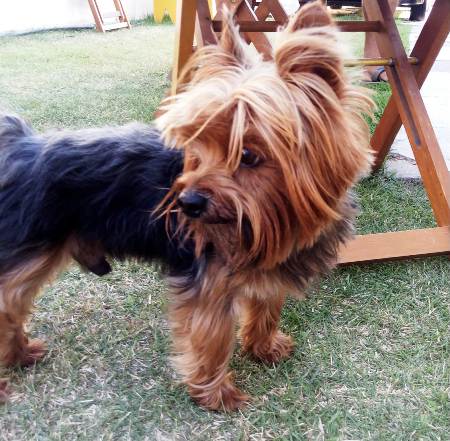 Pingo foge perto do Parque de Exposição, e donos pedem ajuda