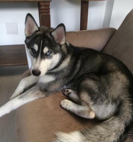 Thor aparece! Ele havia fugido no Laguna II