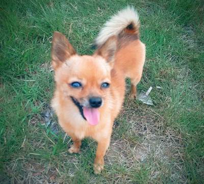 Menina pede ajuda para encontrar Lucky. Tem recompensa