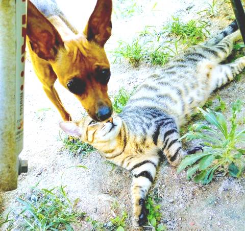 Leitora reconhece Sol no Eu Vi em Linhares, e lindinha já está em casa
