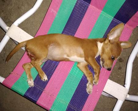 Carro passa rente à calçada, atropela e mata cachorrinha no Aviso