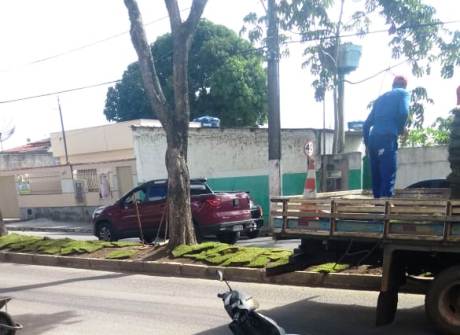 Furto de grama usada nos canteiros na Filogônio Peixoto revolta moradores do Aviso