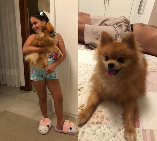 Recompensa: Garotinha se desespera e pede ajuda para encontrar Chico