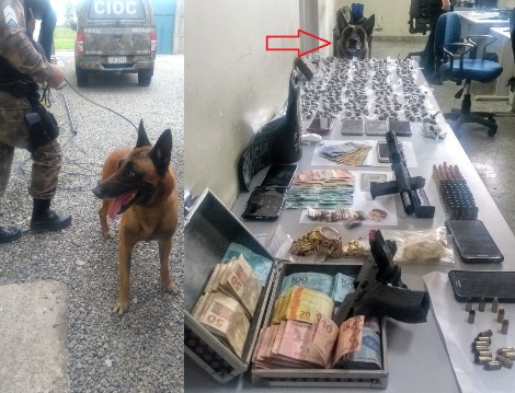 Cães policiais: Jaffar e Eudes frustram traficantes em Linhares