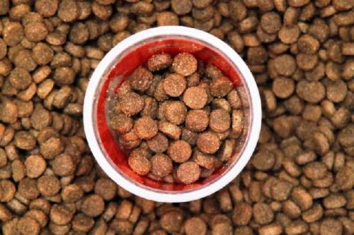 Fome: Crianças carentes são flagradas comendo ração de cachorro de rua, em Linhares