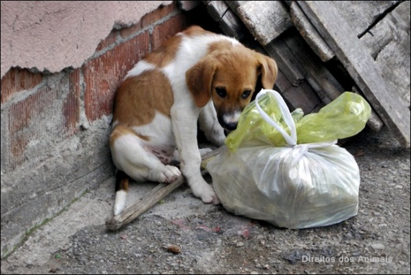 E vão começar as castrações gratuitas de cães e gatos em Linhares