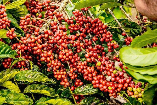 Segunda: Movimento de cafeicultores vai chamar a atenção às margens da BR-101, em Linhares