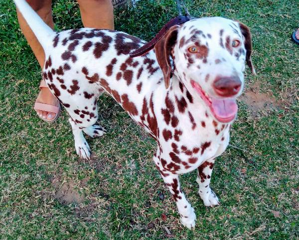 Recompensa para quem encontrar Nina. Fugiu no Nova Esperança