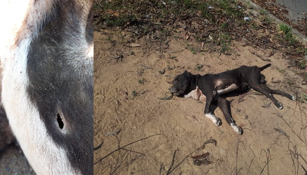 Vídeo: Homem descarta corpo de cachorro baleado, e moradores se revoltam