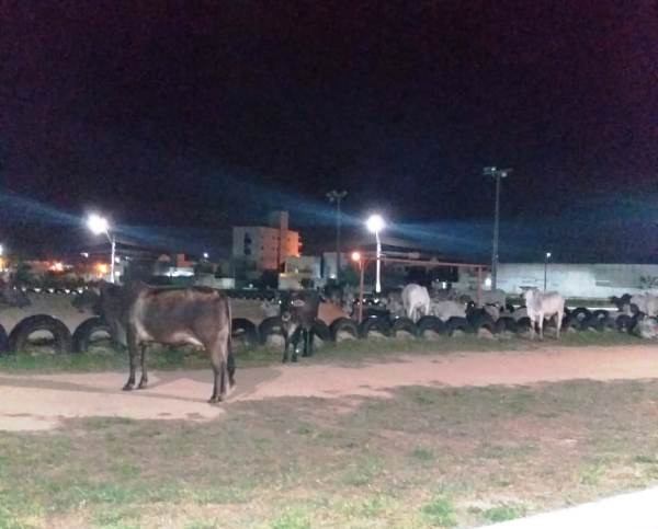 Boiada chama a atenção em frente ao Fórum de Linhares