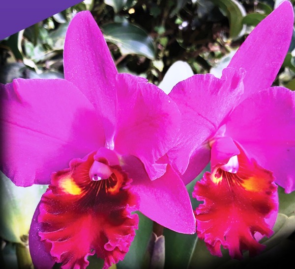 Exposição de orquídeas: Entrada gratuita e preços acessíveis na AABB