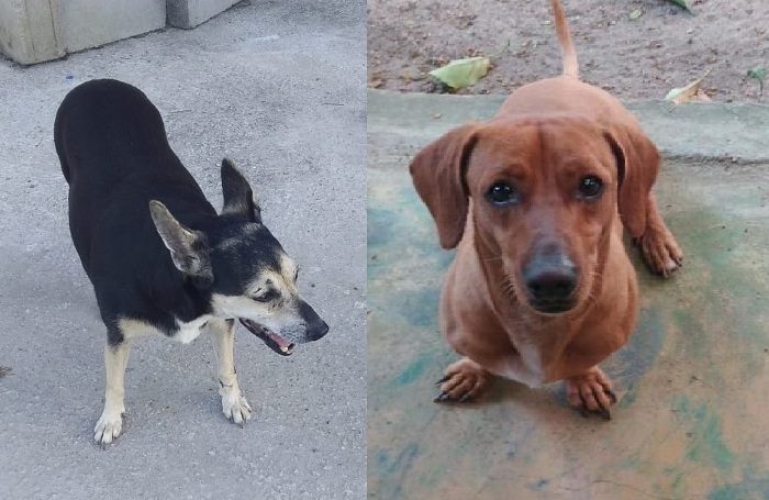 Dois finais pra lá de felizes no Au, Au, Miau: Marley, Neguinha e a alegria da volta ao lar
