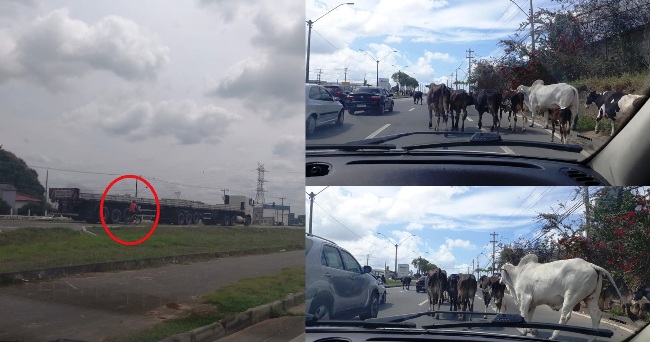 Cenas chamam a atenção na BR-101, em Linhares