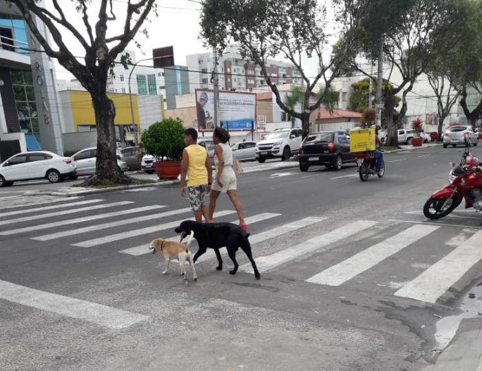 Cachorros perdidos atravessam avenida na faixa de pedestres no Centro de Linhares