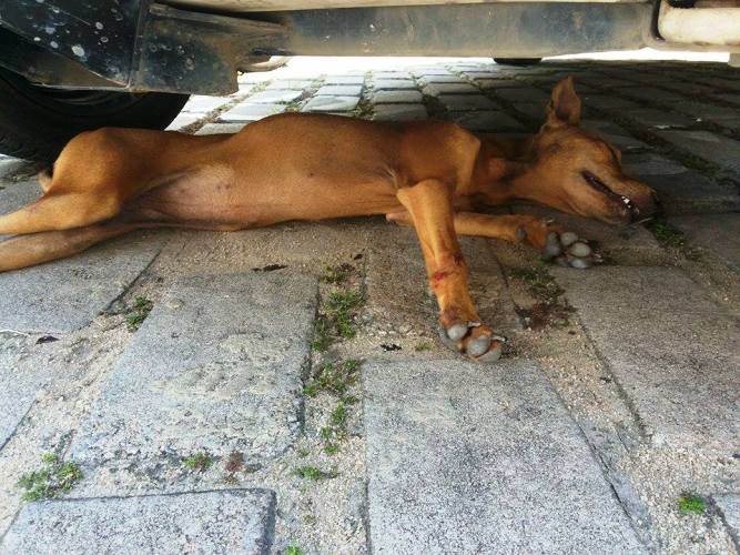Cadela atropelada precisa de ajuda no Centro