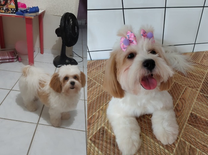 Recompensa para quem encontrar a Princesa. Fugiu no Interlagos