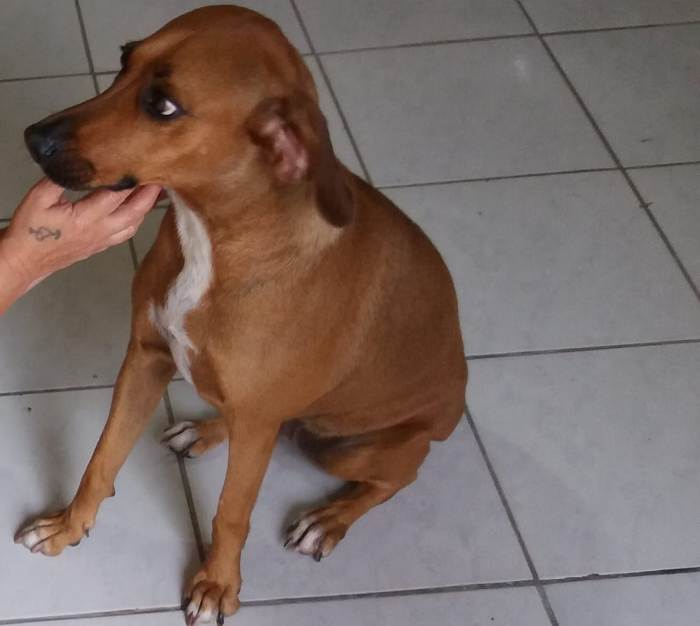 Casal pede ajuda para encontrar a Mel. Abriram o portão, diz leitor