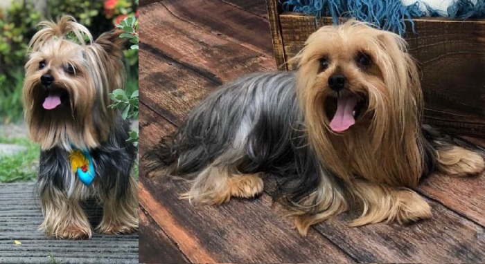 Snoopy: Bebê de 1 ano e meio chora e chama por 