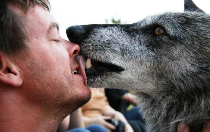 Estudos revelam que acariciar e beijar animais pode transmitir doenças