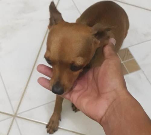 Final Feliz (mais um) no Au, Au, Miau: Olha quem apareceu