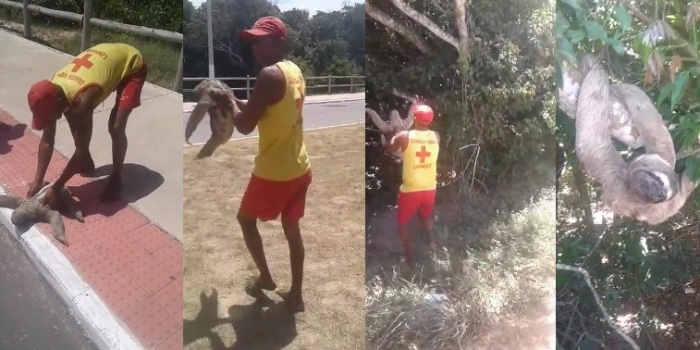 Vídeo: Guarda-vidas ajudam bicho-preguiça atravessar avenida no Pontal do Ipiranga