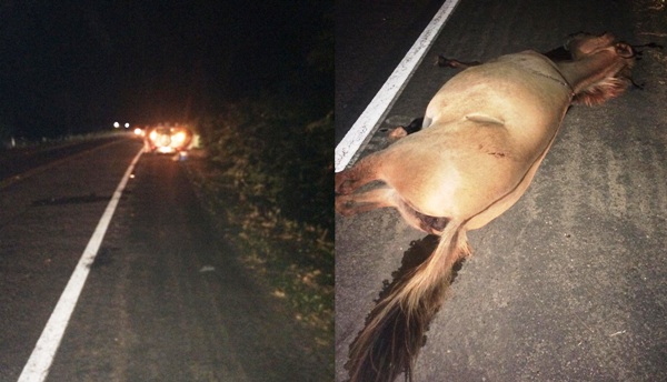 Cavalo atravessa pista e causa acidente na Estrada do Pontal