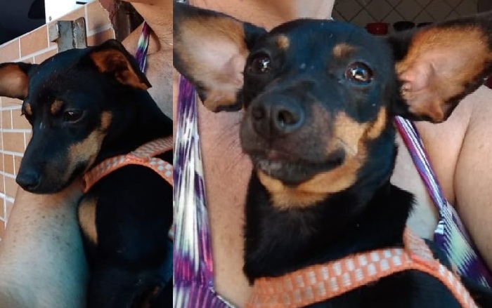 Tchutchuca foge no Canivete. Ajudem-nos por favor, pede dona desesperada