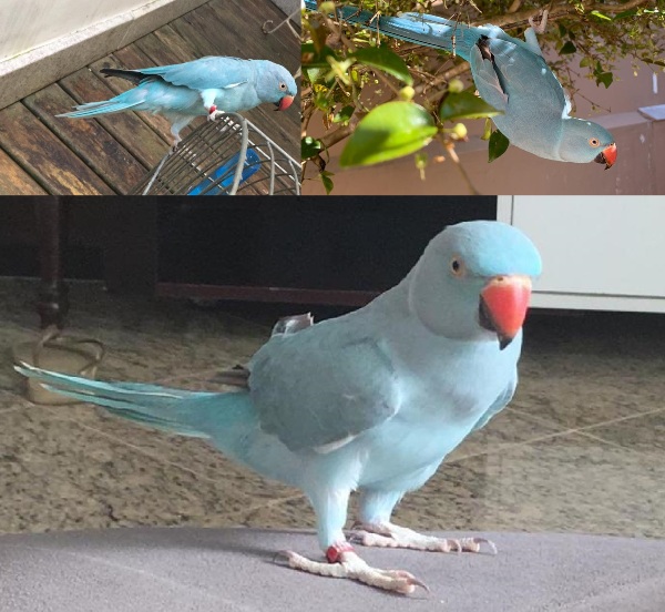 Garotinho de 3 anos chora: Quem viu a Safira? 
