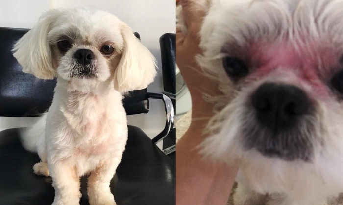 Urgente: Recompensa de R$ 1 mil para quem encontrar o Nick. Fugiu no Interlagos