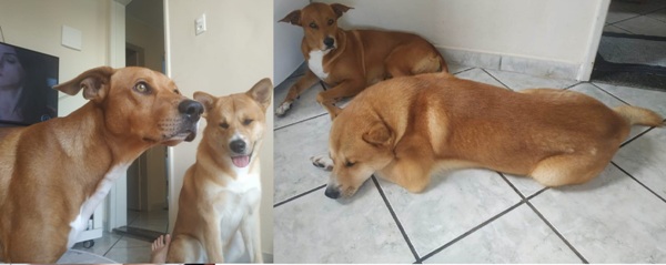 Fugiram: Recompensa para quem encontrar Bob e Alvin 