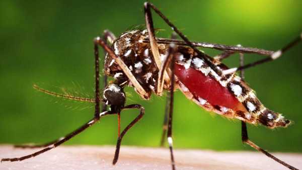 É assustador, diz leitora sobre casos de dengue no Interlagos