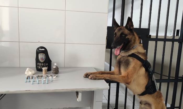 Força Tática e cão Nill: Droga é encontrada enterrada no Planalto