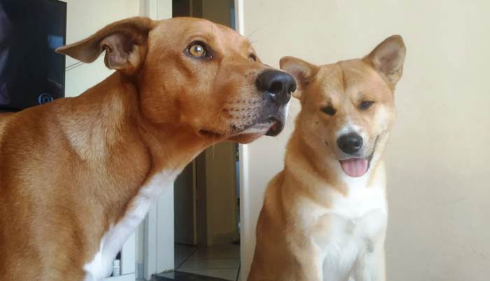 Muito triste: Cachorros Bob e Alvin estão mortos