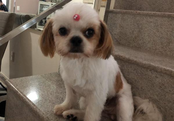 Recompensa para quem encontrar Safira. É urgente