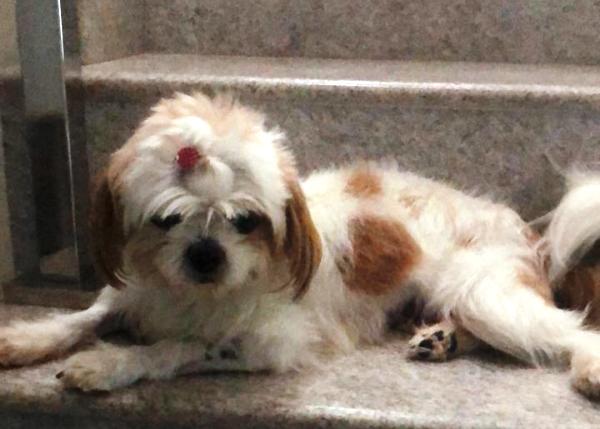 Leitora vê notícia e Safira está de volta ao lar