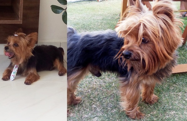 Família pede ajuda para encontrar o Pingo, que fugiu no BNH