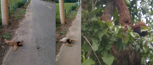 Bicho-preguiça recebe ajudazinha em Linhares