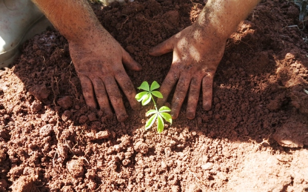 Técnicos serão capacitados para atuarem em projetos de restauração florestal no ES
