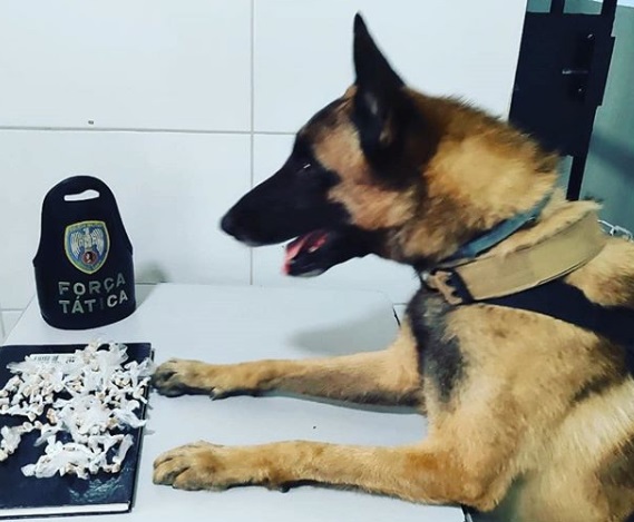 Beco da Junal: Equipe K9 apreende mais de 150 pedras de crack em Linhares
