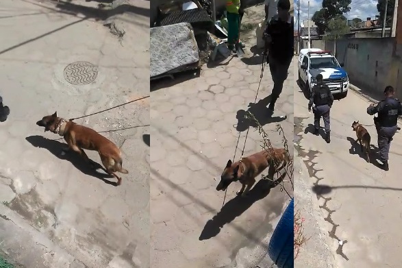 K9 é vista em local do Pó do Shell conhecido como Faixa de Gaza