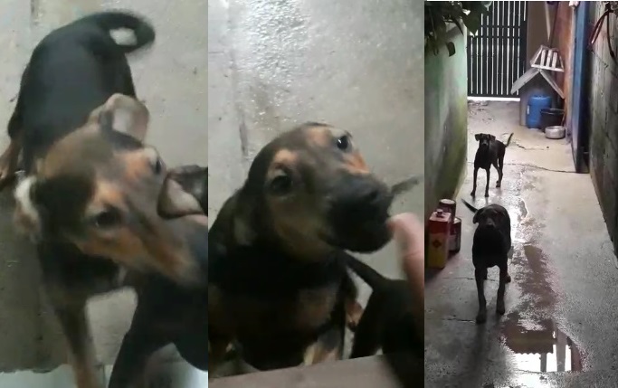 Casal pede ajuda para encontrar Thafarel. Tem recompensa