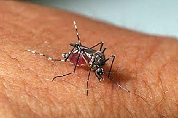 Alerta: 300 casos de dengue em uma semana em Linhares