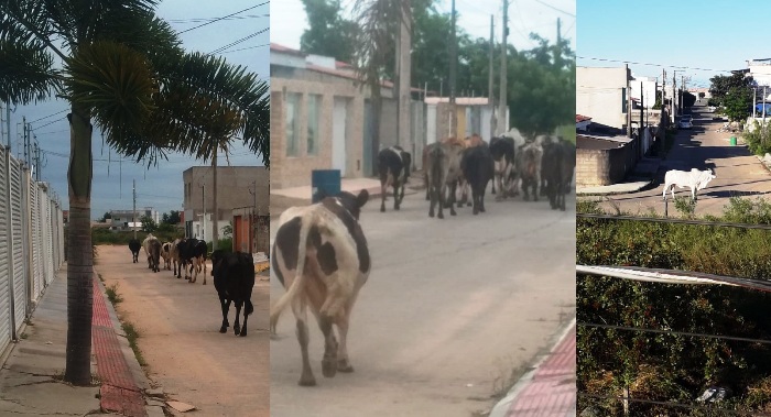 Leitor reclama, e diz que bois colocam vidas em risco, no Gaivotas