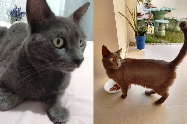 Fugiu domingo: Olha o Fumaça aí, gente! 