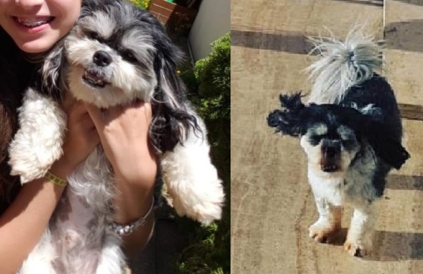 Puff foge no Três Barras. Crianças e idosa estão desoladas