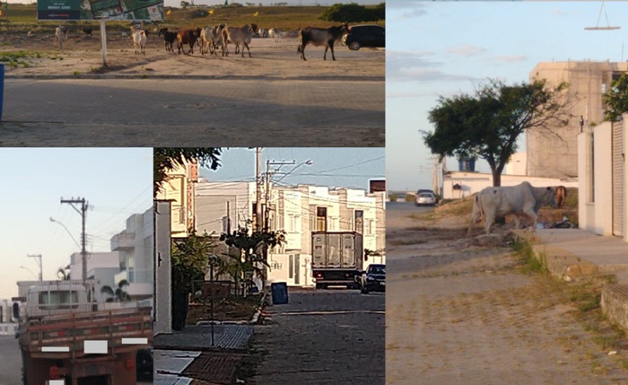 Moradora reclama de boiada e caminhões no Perobas