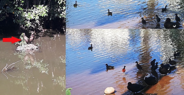 Registro do dia: Aves chamam a atenção na Lagoa do Meio