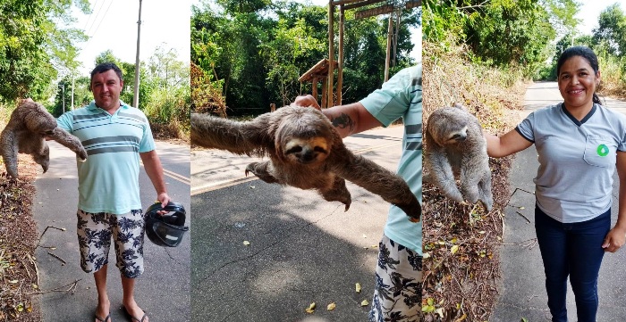 Casal ajuda bicho preguiça que tentava atravessar rodovia em Linhares